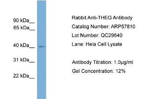 WB Suggested Anti-THEG  Antibody Titration: 0.