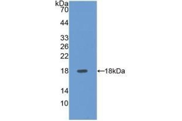 Selectin E/CD62e Antikörper  (AA 108-238)