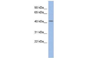 WB Suggested Anti-DPF2 Antibody Titration: 0.
