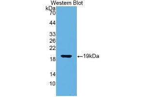 Western Blotting (WB) image for anti-Biglycan (BGN) (AA 49-182) antibody (ABIN1176713) (Biglycan Antikörper  (AA 49-182))