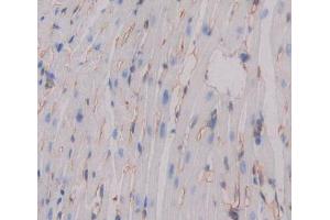 Used in DAB staining on fromalin fixed paraffin- embedded Kidney tissue (CDH15 Antikörper  (AA 60-374))