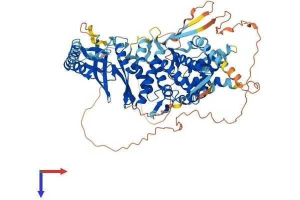 BBS10 Protein (AA 1-723) (His tag)