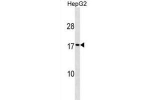 SEC11A Antibody (Center) (ABIN1881776 and ABIN2838974) western blot analysis in HepG2 cell line lysates (35 μg/lane). (SEC11A Antikörper  (AA 95-123))