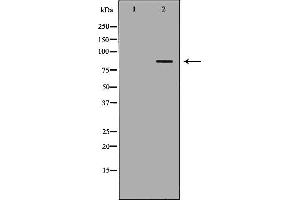 Western blot analysis of Mouse spleen lysate, using FOXM1 Antibody. (FOXM1 Antikörper  (N-Term))