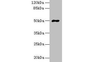 FAM69A Antikörper  (AA 49-162)