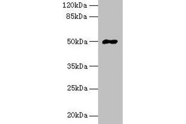 FAM69A Antikörper  (AA 49-162)