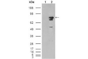 Western Blot showing using BRAF antibody used against HEK293T cells transfected with the pCMV6-ENTRY control (1) and pCMV6-ENTRY Braf cDNA (2). (BRAF Antikörper)