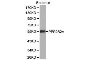 Western Blotting (WB) image for anti-Protein Phosphatase 2 Regulatory Subunit 2A (PPP2R2A) antibody (ABIN1874225)