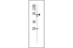 KI Antibody (C-term) (ABIN654471 and ABIN2844205) western blot analysis in mouse NIH-3T3 cell line lysates (35 μg/lane). (KIAA1609 Antikörper  (C-Term))