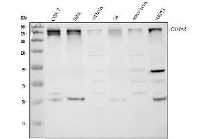 Western blot analysis of CHD2 using anti-CHD2 antibody (ABIN5518901). (CHD2 Antikörper  (AA 1124-1351))