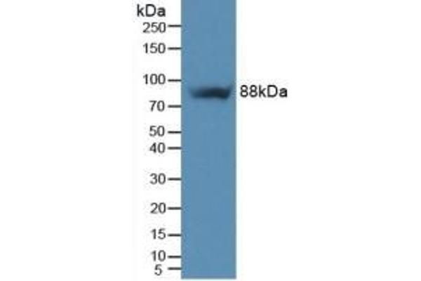 Integrin beta 5 Antikörper  (AA 137-378)
