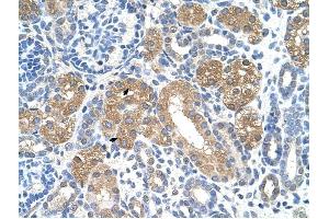 FAH antibody was used for immunohistochemistry at a concentration of 4-8 ug/ml to stain Epithelial cells of renal tubule (arrows) in Human Kidney. (FAH Antikörper)