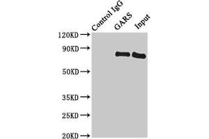 Immunoprecipitating GARS in HL60 whole cell lysate Lane 1: Rabbit control IgG instead of (1 μg) instead of ABIN7154194 in HL60 whole cell lysate. (GARS Antikörper  (AA 1-389))