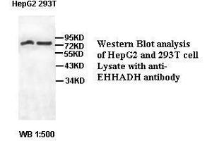 Image no. 2 for anti-Enoyl-CoA, Hydratase/3-Hydroxyacyl CoA Dehydrogenase (EHHADH) antibody (ABIN791209) (EHHADH Antikörper)