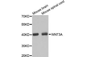 Western blot analysis of extracts of various cell lines, using WNT3A antibody (ABIN5970236) at 1/1000 dilution. (WNT3A Antikörper)