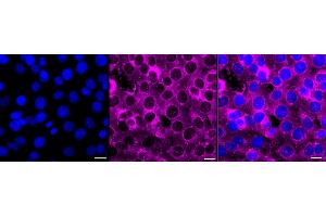 anti-Fibronectin 1 (FN1) antibody
