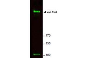 Western blot using Rif1 polyclonal antibody  shows detection of a band ~ 265 KDa corresponding to mouse Rif1 (arrowhead). (RIF1 Antikörper  (AA 2406-2419))