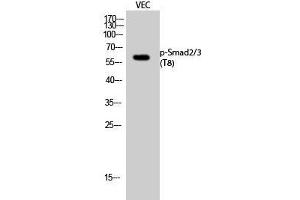 Western Blot analysis of VEC cells with Phospho-Smad2/3 (Thr8) Polyclonal Antibody (Smad2/3 Antikörper  (pThr8))
