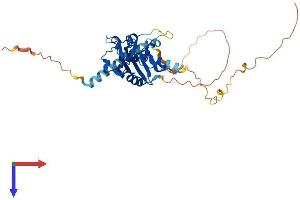 AEN Protein (AA 1-325) (His tag)