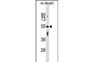 AGT9 Antibody (Center) (ABIN1538029 and ABIN2849513) western blot analysis in mouse heart tissue lysates (35 μg/lane).