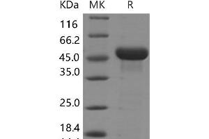 Western Blotting (WB) image for Reticulocalbin 3, EF-Hand Calcium Binding Domain (RCN3) protein (His tag) (ABIN7320014)