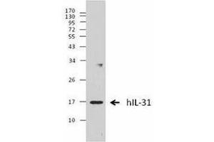 Western Blotting (WB) image for anti-Interleukin 31 (IL31) antibody (ABIN2665158) (IL-31 Antikörper)