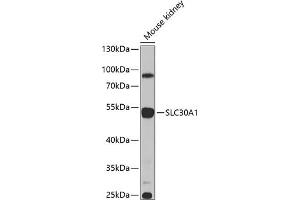 Western blot analysis of extracts of mouse kidney, using SLC30 antibody (ABIN6134927, ABIN6147967, ABIN6147970 and ABIN6225290) at 1:1000 dilution. (SLC30A1 Antikörper  (AA 250-350))