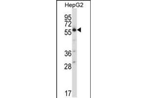 Western blot analysis in HepG2 cell line lysates (35ug/lane). (SLC30A1 Antikörper  (C-Term))
