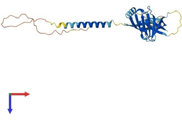 ITM2B Protein (AA 1-266) (His tag)