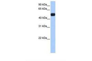 Image no. 1 for anti-Nuclear Receptor Subfamily 0, Group B, Member 1 (NR0B1) (N-Term) antibody (ABIN6738413) (NR0B1 Antikörper  (N-Term))