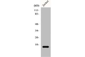 Western Blot analysis of Jurkat cells using GADD 45γ Polyclonal Antibody (GADD45G Antikörper  (C-Term))