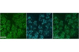 ABIN2563964 (4ug/ml) staining of Mouse SubMandibular Gland cells at E18. (MUC19 Antikörper  (Internal Region))