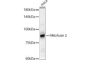 Western blot analysis of extracts of HeLa cells, using Mitofusin 2 antibody (ABIN6133825, ABIN6143800, ABIN6143803 and ABIN6216518) at 1:500 dilution. (MFN2 Antikörper  (AA 500-600))