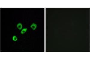 Immunofluorescence analysis of MCF7 cells, using OR10Z1 Antibody. (OR10Z1 Antikörper  (AA 201-250))