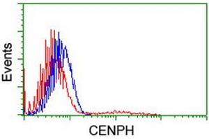 Image no. 2 for anti-Centromere Protein H (CENPH) antibody (ABIN1497472) (CENPH Antikörper)