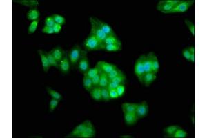 Immunofluorescence staining of HepG2 cells with ABIN7167140 at 1:133, counter-stained with DAPI. (RASSF7 Antikörper  (AA 300-368))