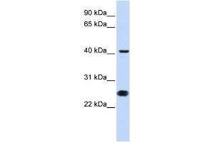 CDC25C antibody (70R-10478) used at 0. (CDC25C Antikörper  (N-Term))