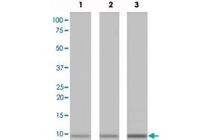 Western blot analysis of recombinant Metallothionein protein with Metallothionein monoclonal antibody, clone N11-G . (MT1A Antikörper  (N-Term))