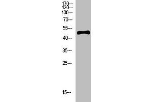 Western Blot analysis of hela cells using primary antibody diluted at 1:500(4 °C overnight). (C1RL Antikörper  (AA 371-420))