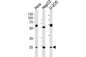 Western blot analysis of lysates from Hela, HepG2, U-2OS cell line (from left to right), using TFAM Antibody at 1:1000 at each lane. (TFAM Antikörper  (C-Term))