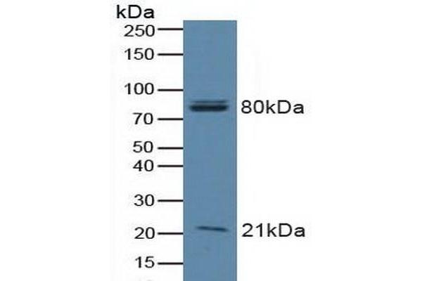BAD anticorps  (AA 1-168)