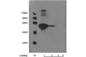 Lane 1: 500 ng Multiple Tag (Purified) (ABIN1536315) Lane 2: 100 ng Multiple Tag (Purified) (ABIN1536315) Lane 3: 20 ng Multiple Tag (Purified) (ABIN1536315) Lane 4: 20 µL 293 cell lysatePrimary antibody: 1 µg/mL Anti-HA-tag [Biotin] Monoclonal Antibody (Mouse) (ABIN387713) Secondary antibody: Goat Anti-Mouse IgG (H&L) [HRP] Polyclonal Antibody (ABIN398387, 1: 10,000) (alpha Tubulin Antikörper)