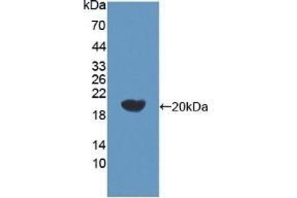BACE2 antibody  (AA 230-396)