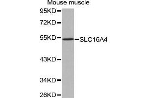 Western Blotting (WB) image for anti-Solute Carrier Family 16 (Monocarboxylic Acid Transporters), Member 4 (SLC16A4) (AA 250-350) antibody (ABIN3023454) (SLC16A4 Antikörper  (AA 250-350))