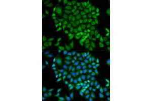 Immunofluorescence (IF) image for anti-Glutaredoxin 1 (GRX1) antibody (ABIN1876503) (Glutaredoxin 1 Antikörper)