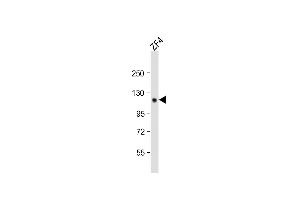 Anti-Zebrafish stil Antibody (C-term)at 1:2000 dilution + ZF4 whole cell lysates Lysates/proteins at 20 μg per lane. (STIL Antikörper  (C-Term))