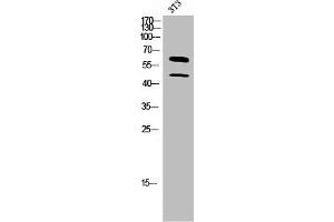 Western Blot analysis of 3T3 cells using M-CSF Polyclonal Antibody (M-CSF/CSF1 Antikörper  (C-Term))