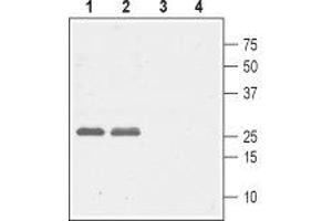 Western blot analysis of rat (lanes 1 and 3) and mouse (lanes 2 and 4) brain lysates: - 1,2.