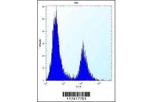 IRF4 antibody flow cytometric analysis of 293 cells (right histogram) compared to a negative control (left histogram). (IRF4 Antikörper  (AA 164-191))