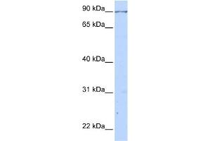 WB Suggested Anti-CALD1 Antibody Titration:  0. (Caldesmon Antikörper  (C-Term))